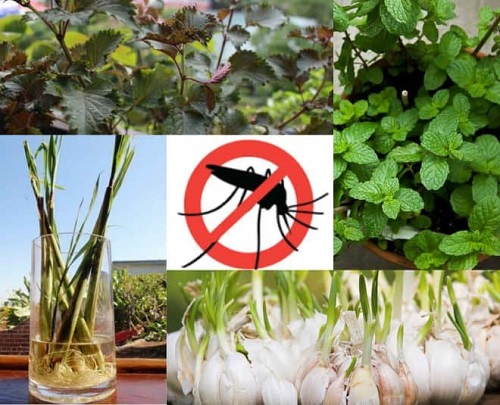Các loại cây trồng khiến cho muỗi sẽ phải tránh đi khỏi nhà bạn